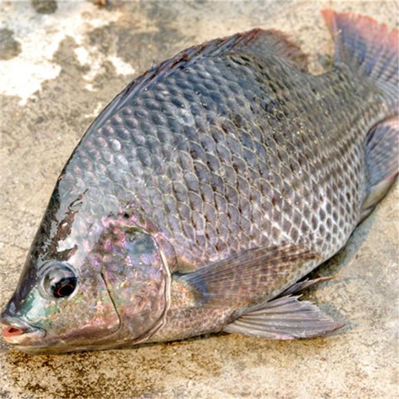 鱼类的种类及营养价值揭秘（银鱼、黄鱼、鱼鳔、武昌鱼、罗非鱼）