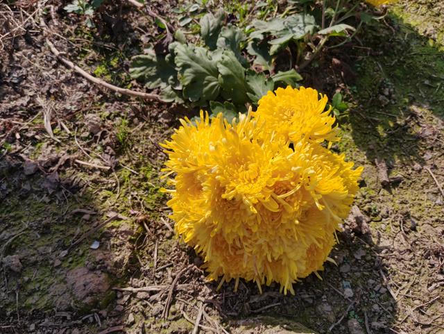 丰子恺和杭白菊的故乡，浙江桐乡，古镇石门静静地伫立在菊花香里