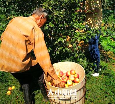 今年烟台苹果增产、梨涨价，果农为啥未增收？