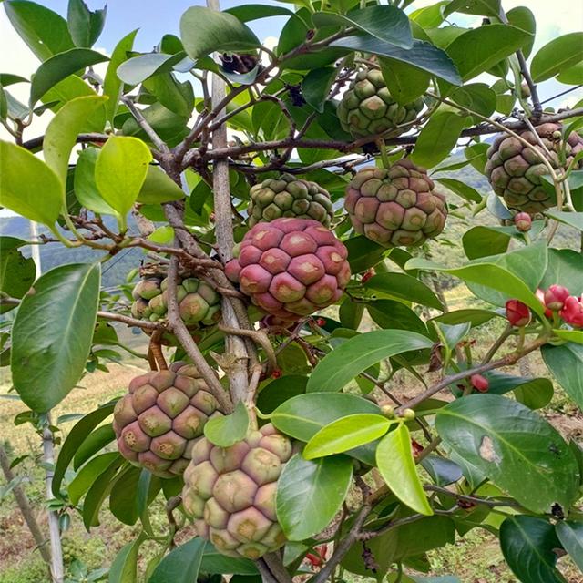 广西黑老虎套种凉粉草高产高效种植技术