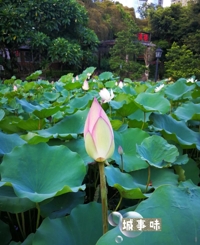 27年老酒店里隐藏着一家园林式的花园私房粤菜馆