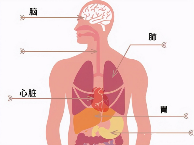 燕窝的功效是真是假？弄懂这些问题可以免交智商税