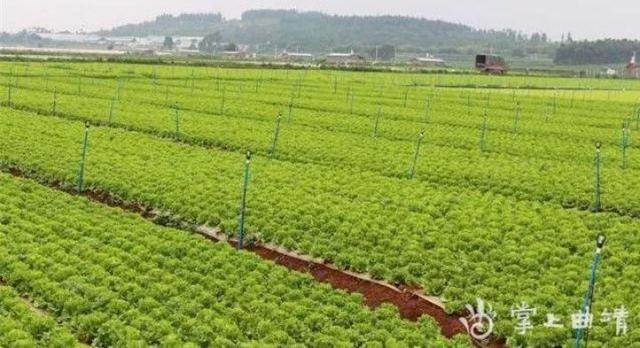 陆良加快发展蔬菜产业