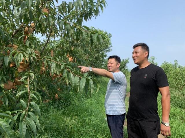 海阳小伙种植有妙招，把桃子卖到20元一斤