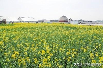 河南郑州：楼顶上2000平米油菜花盛开，足足有4个篮球场那么大