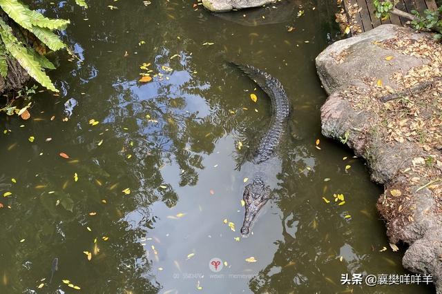 新加坡动物园，热带雨林中的欢乐动物城