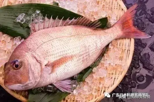 这50种上等食用鱼类，肉质细嫩、味道鲜美，大家见过几种