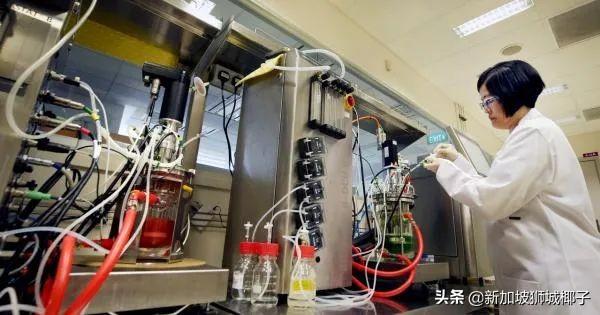 全球首个官方批准！新加坡将开始卖人造鸡肉，你敢吃吗？