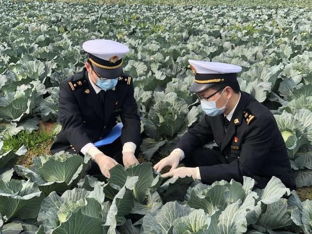 拒受疫情影响，宁波保鲜蔬菜出口逆势增长