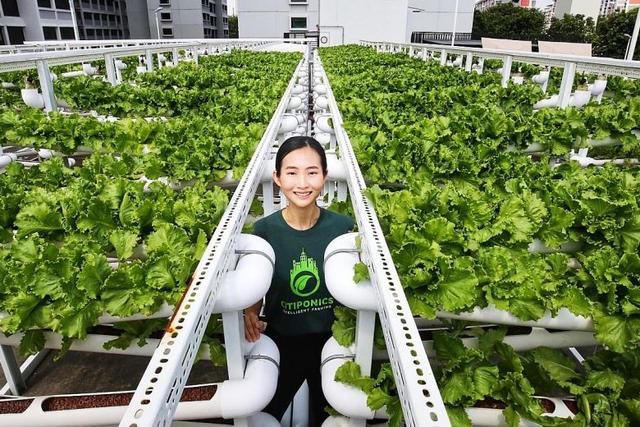 人多地少的新加坡，只能在屋顶种菜