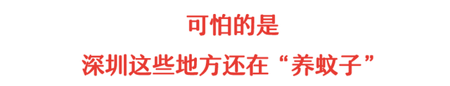 你家还在养蚊子？新加坡2万人感染登革热，史上最严重