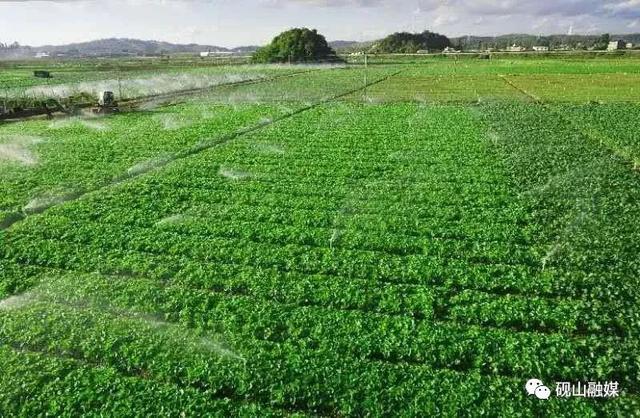 打造“砚菜”品牌，砚山有三招