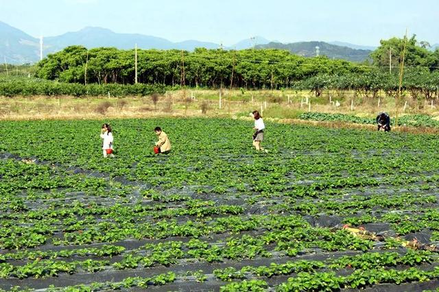 漳浦水果尝鲜时令图出炉，来漳浦吃水果就照着这找