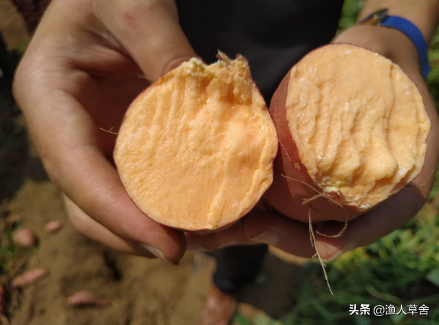 烟薯25带火地瓜（红薯）商品化市场，靠的是啥？