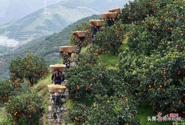 【助力湖北】屈原故居、脐橙之乡、湖北秭归最后20天，等您助力！