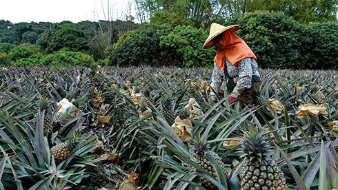 台湾凤梨受疫情影响外销大陆受挫，打算开拓东南亚市场