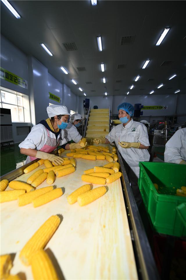 ​小玉米做出金色大产业，3万吨鲜食玉米走向市场