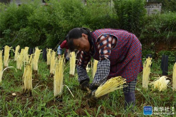 贵州普定：“金色产业”致富强