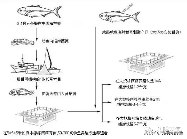 这种鱼受日料偏爱，鲜嫩多油脂，名字不断变换，价钱也不断上升