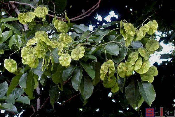 Sbike动植物百科：亚洲各国国花大全，详细介绍及美图欣赏