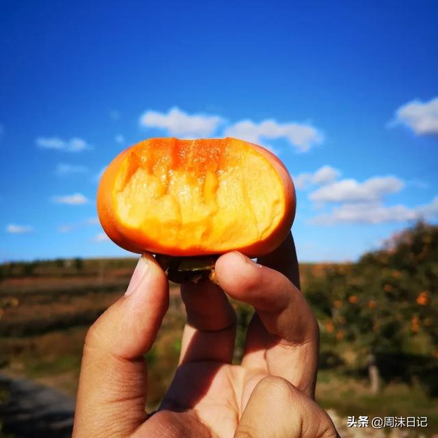 这柿子不涩口不麻嘴更没有核，细嫩甜脆，不知不觉一个就啃光