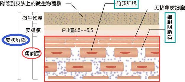 让肌肤“起死回生”的面膜，保湿、修护一瓶搞定