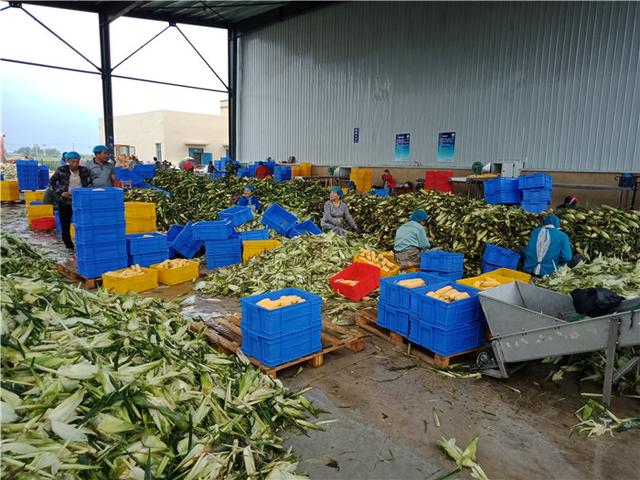 ​小玉米做出金色大产业，3万吨鲜食玉米走向市场