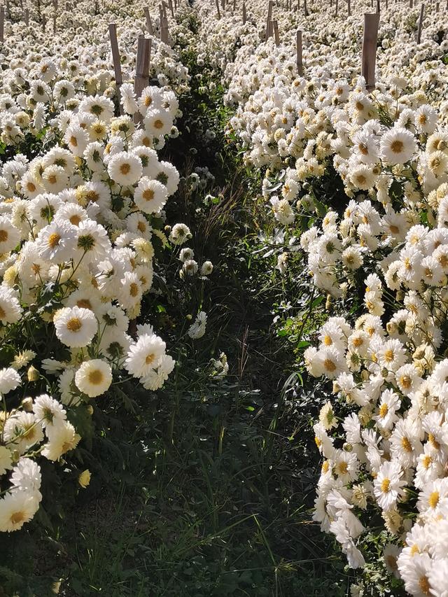 丰子恺和杭白菊的故乡，浙江桐乡，古镇石门静静地伫立在菊花香里