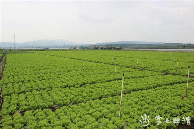 沾益区一季度蔬菜出口“开门红”