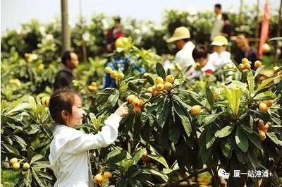 漳浦水果尝鲜时令图出炉，来漳浦吃水果就照着这找