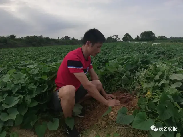 吸毒10年悬崖勒马，3000元摆摊起家，4年成化州红薯大王……这位哥的经历很励志！