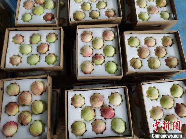 “中国水蜜桃之乡”迎新出口订单 拟常态化“输出”