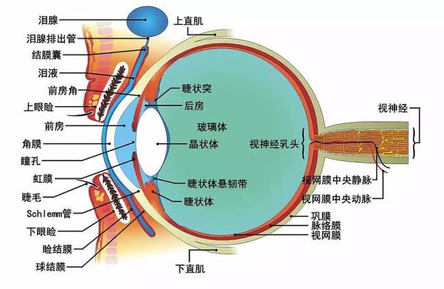 为什么近视低龄化越来越严重？已经得了近视，究竟该不该做手术？