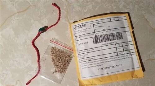 来自中国的神秘种子是“入侵物种”？有人种出了香瓜和番茄