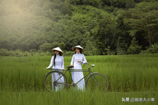 越南龙眼获得丰收，但因疫情滞销，想着扩大市场到中国？