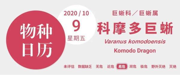 《金刚》的原型不是大猩猩，而是……龙？