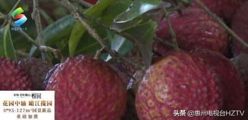 世界最大荔枝品种在惠州上市了！来猜猜一颗值多少钱