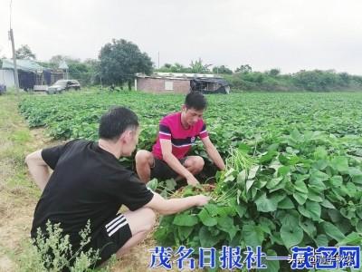 吸毒10年悬崖勒马，3000元摆摊起家，4年成化州红薯大王