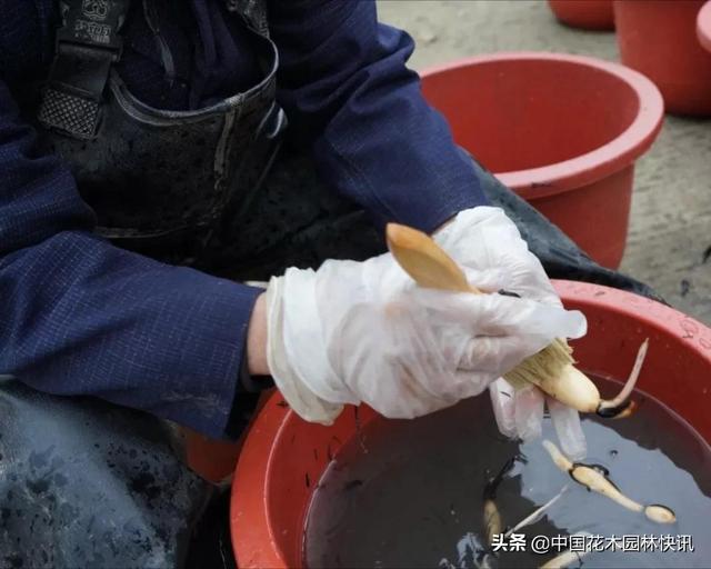 南京荷花种藕漂洋过海销四国