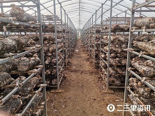 销路从不愁！临渭阳郭灵阳村香菇的口感yyds
