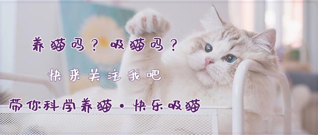 拥有一只不常见品种的猫是一种什么体验？