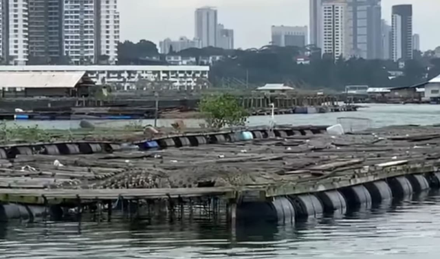 新加坡码头甲板上潜伏一只巨鳄，以后再也不敢去码头浪了