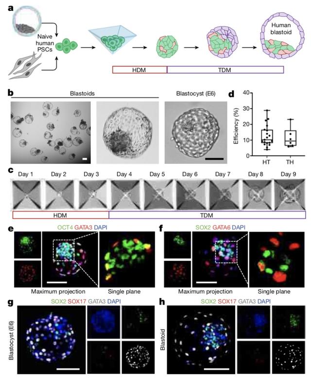 构建首个体外人囊胚模型！人类胚胎早期发育“黑盒”打开了？
