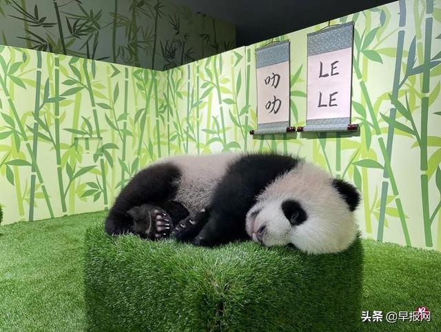 新加坡大熊猫宝宝取名“叻叻”你知道是什么意思吗？