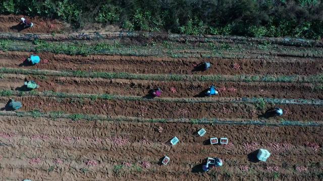 烟台蜜薯成长为“甜蜜”产业！全国种植面积突破400万亩