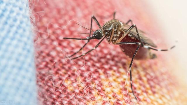 蚊子危害那么多，为什么不能全部消灭？听说实验已经开始做了…
