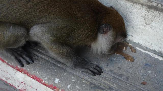 钱猫猫马来西亚之旅