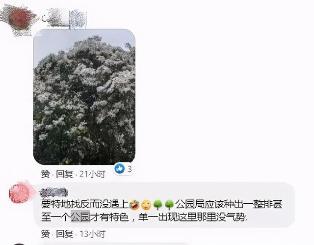 刷屏啦！新加坡全岛花海绽放美爆了