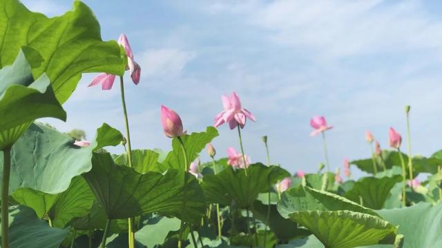 洪湖莲藕，逐梦百亿