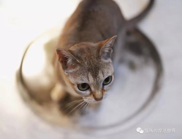 猫咪品种大盘点14：新加坡猫